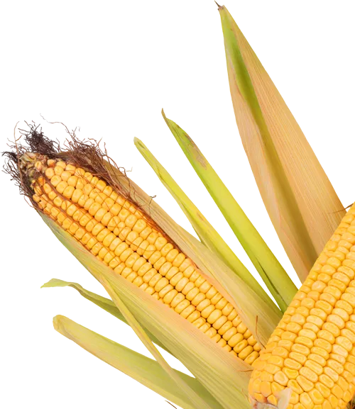 Corn cobs and leaves